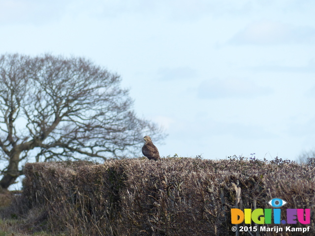 FZ011891 Buzzard (Buteo buteo) in hedge